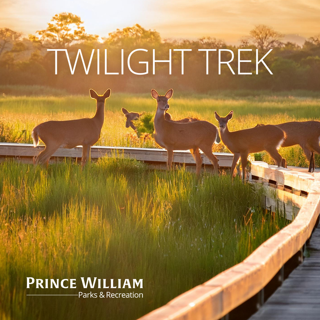 Twilight Trek