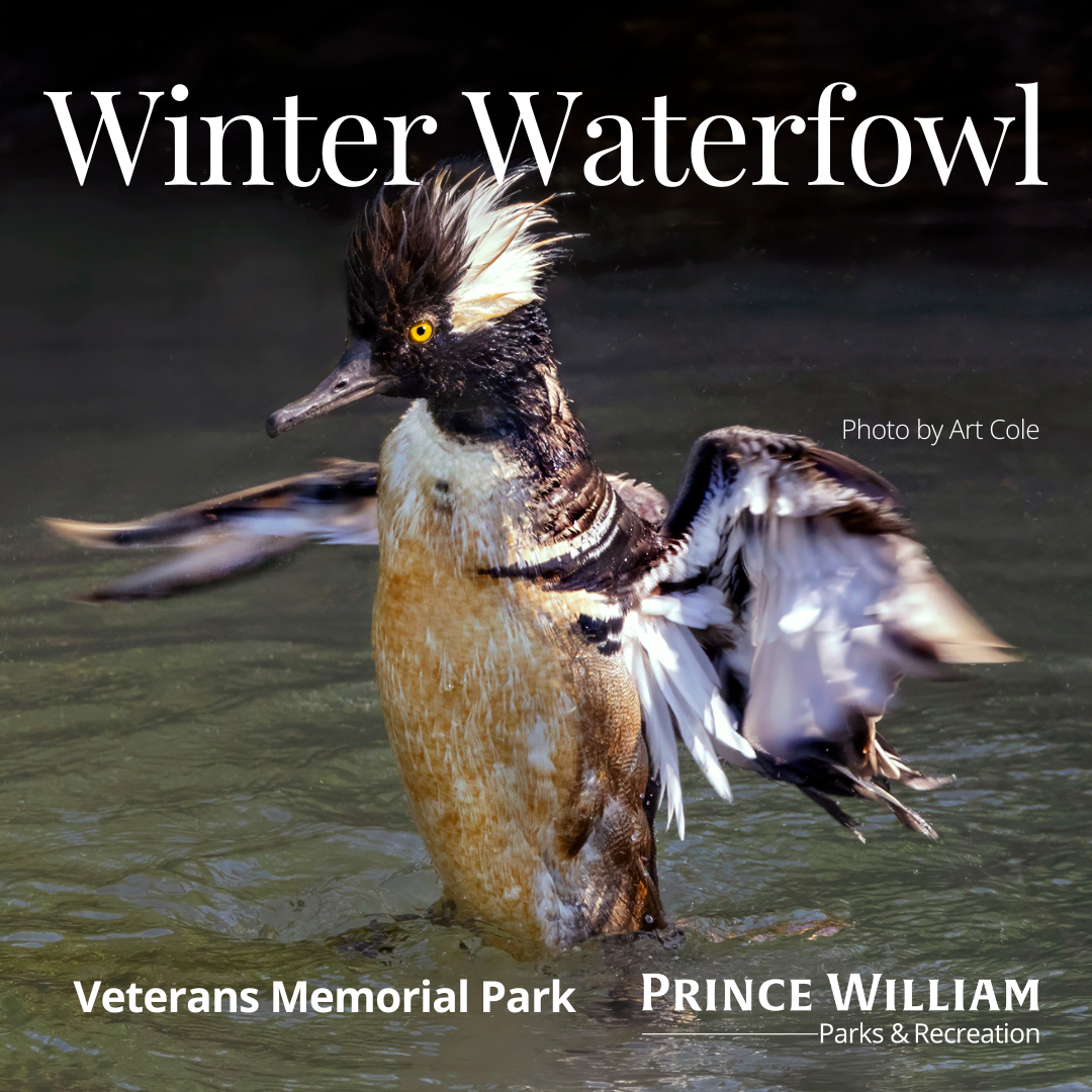 Winter Waterfowl